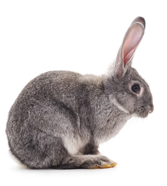 Beyaz Arka Planda Izole Edilmiş Gri Yavru Tavşan — Stok fotoğraf