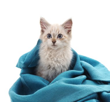 Beyaz bir arka plan üzerinde izole mavi eşarp de kedi.