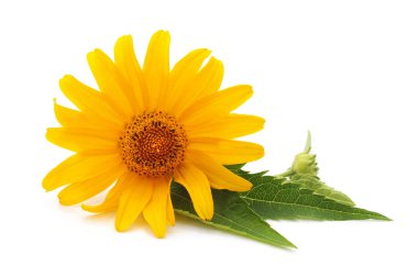 Beyaz arka planda izole edilmiş sarı bir papatya çayı..