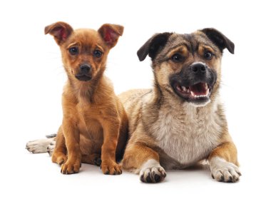 Köpek ve beyaz bir arka plan üzerinde izole köpek yavrusu.