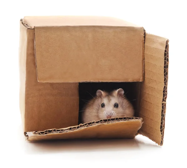 Hamster Een Vak Geïsoleerd Een Witte Achtergrond — Stockfoto