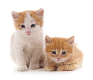 Beyaz bir arka plan üzerinde izole iki kırmızı kedi.