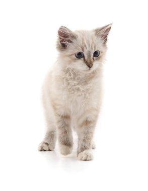 Beyaz arka planda izole edilmiş gri bir kedi..