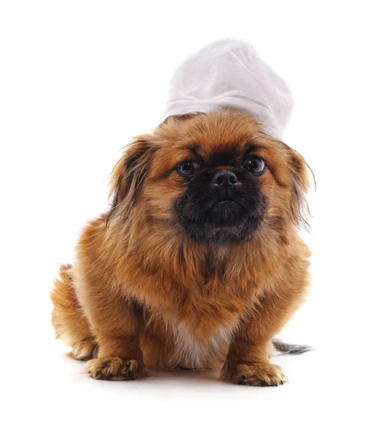 Cão Vestido Como Médico Isolado Fundo Branco — Fotografia de Stock