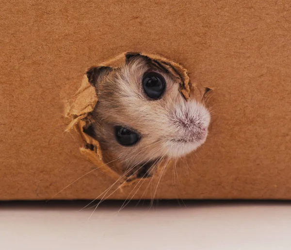 Hamster Branco Buraco Uma Caixa Papelão — Fotografia de Stock