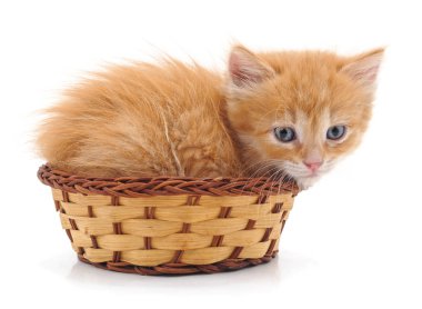 Beyaz bir arka plan üzerinde izole bir sepet içinde kırmızı kedi.