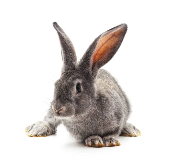 Grey Big Rabbit Isolated White Background Stock Photo