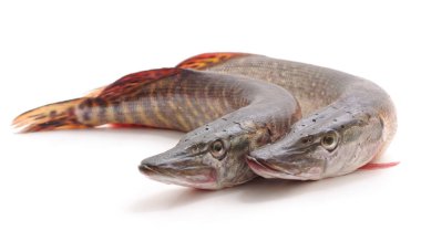 Beyaz bir arka plan üzerinde izole iki taze pike.