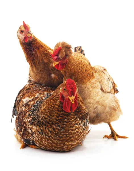 Horoz ve beyaz bir arka plan üzerinde izole iki tavuk.