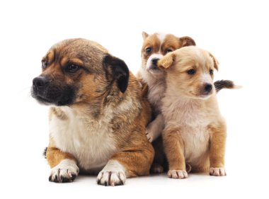 Köpek ve beyaz bir arka plan üzerinde izole kukla.