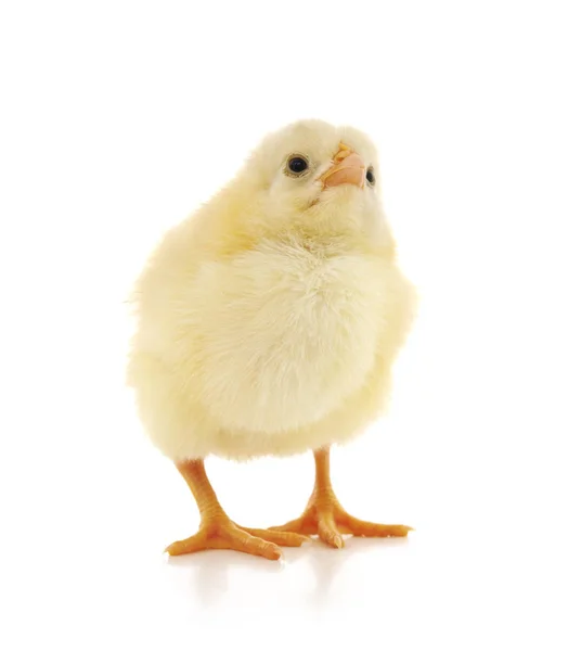Mały Żółty Kurczak Izolowany Białym Tle — Zdjęcie stockowe