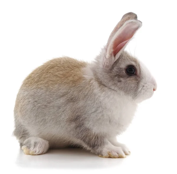 Один Коричневый Кролик Изолирован Белом Фоне — стоковое фото