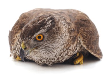 Beyaz arka planda izole edilmiş kahverengi bir şahin..