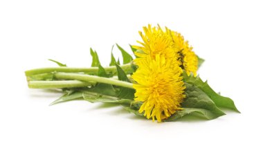 Beyaz arka planda izole edilmiş bir grup sarı karahindiba..