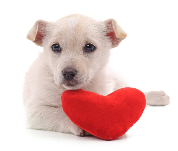 Filhote Cachorro Coração Isolado Fundo Branco — Fotografia de Stock