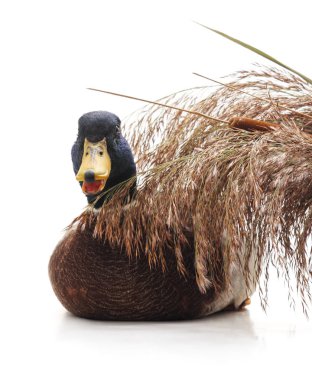 Beyaz bir arka plan üzerinde izole kamışı çevresinde yaban ördekleri.