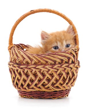 Beyaz bir arka plan üzerinde izole bir sepet içinde küçük yavru kedi.
