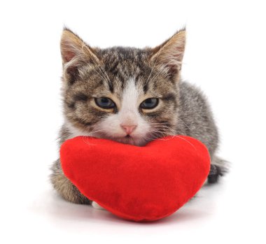 Kedi ve kırmızı kalp beyaz bir arkaplanda izole edilmiş..
