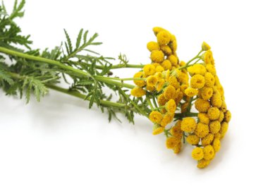 Beyaz arka plan üzerinde izole sarı çiçek buketi.