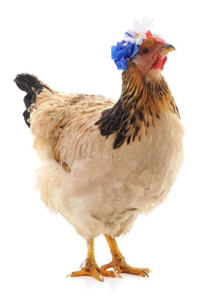 Kurczak Wieńcem Izolowany Białym Tle — Zdjęcie stockowe
