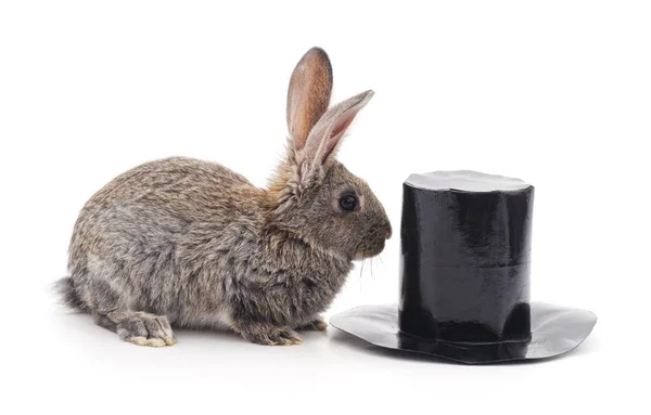 Bruin Konijn Cilinder Geïsoleerd Een Witte Achtergrond — Stockfoto