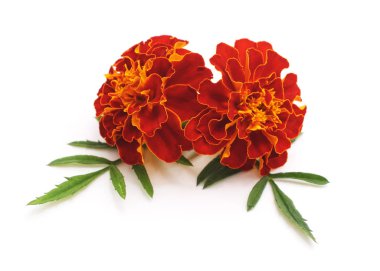 Beyaz bir arka plan üzerinde izole marigolds buket.
