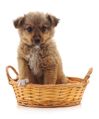 Beyaz arka planda izole edilmiş sepetteki köpek yavrusu..