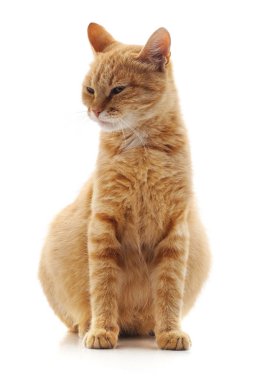 Beyaz bir arka plan üzerinde izole bir hamile kedi.