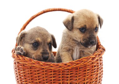 Beyaz bir arka plan üzerinde izole bir sepet içinde kukla.