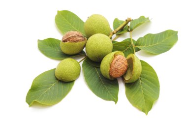 Beyaz arka planda yapraklı yeşil cevizler.