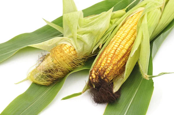 Zöld Kukorica Levelekkel Fehér Alapon — Stock Fotó