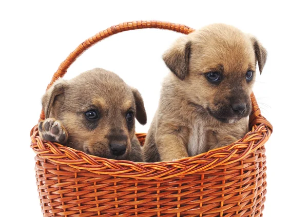 Beyaz bir arka plan üzerinde izole bir sepet içinde kukla.