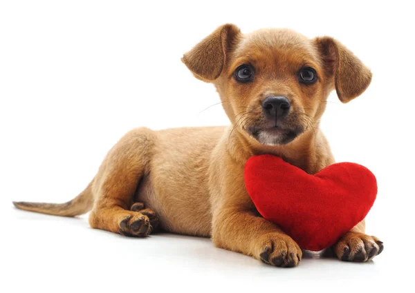 Filhote Cachorro Com Coração Isolado Fundo Branco — Fotografia de Stock