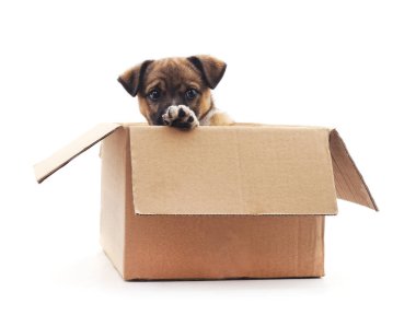 Beyaz bir arka plan üzerinde izole kutusunda köpek yavrusu.