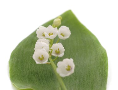 Lily vadi üzerinde beyaz bir arka plan izole.