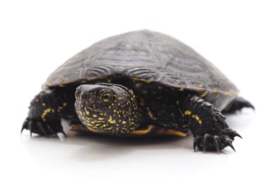 Beyaz arka planda yabani siyah kaplumbağa..