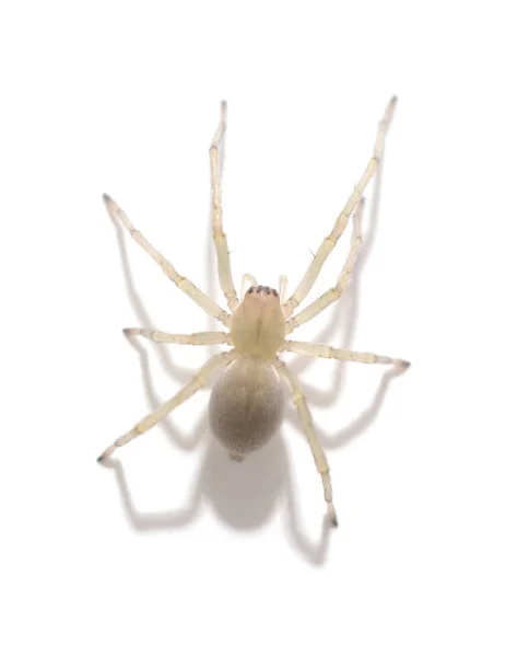 Beyaz Bir Arka Plan Üzerinde Izole Bir Sarı Örümcek — Stok fotoğraf