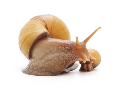 Beyaz bir arka plan üzerinde izole irili ufaklı salyangoz.