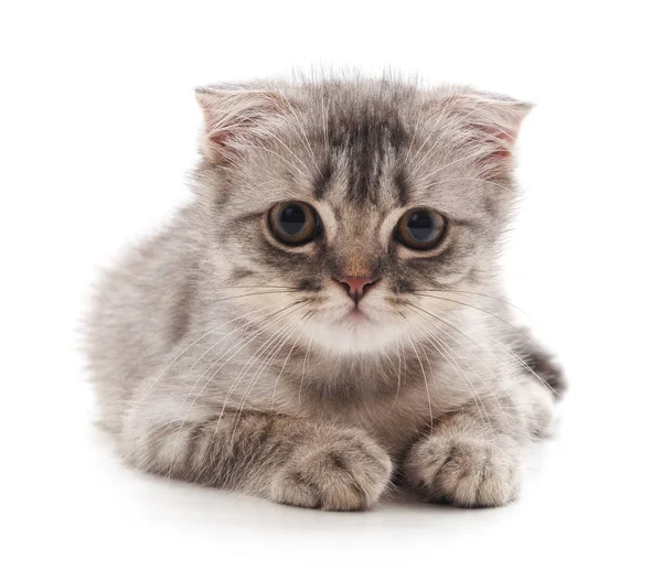 Small Gray Kitten Isolated White Background — Stock Photo, Image