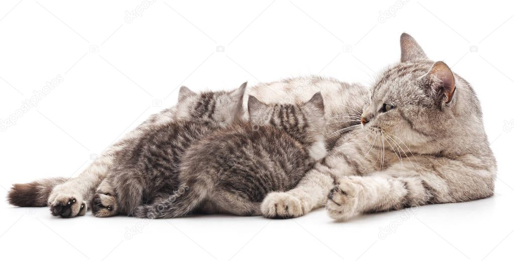 Cat feeds kittens isolated on a white background.