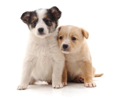 Beyaz bir arka planda izole edilmiş iki sevimli yavru..