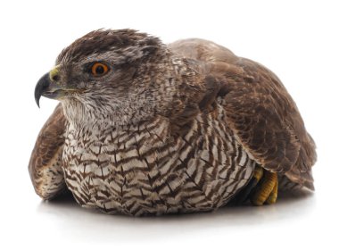 Beyaz arka planda izole edilmiş kahverengi bir şahin..