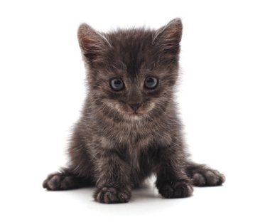 Beyaz bir arka planda izole edilmiş küçük bir kedi yavrusu..