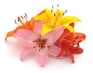 Pembe ve kırmızı zambaklar beyaz arkaplanda izole edilmiş..