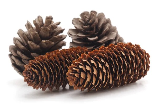 Four Pine Cones Isolated White Background Royalty Free Stock Photos