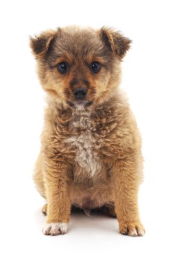 Beyaz bir arka plan üzerinde izole bir küçük kahverengi köpek yavrusu.