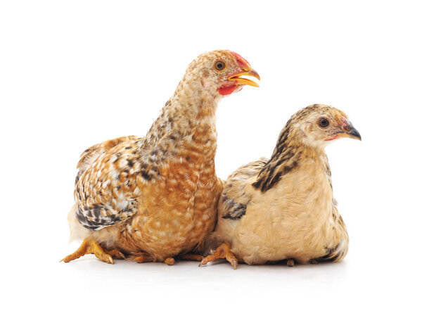 Two little chickens isolated on a white background.