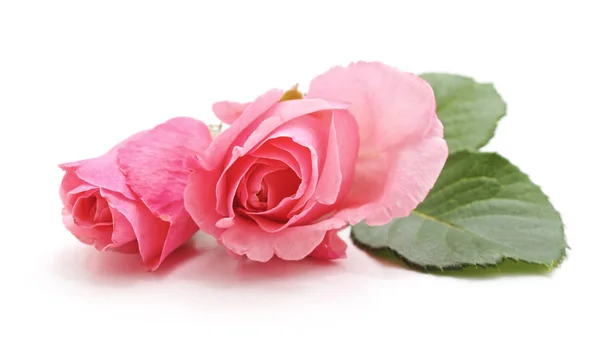 Dvě Růžové Růže Izolované Bílém Pozadí — Stock fotografie