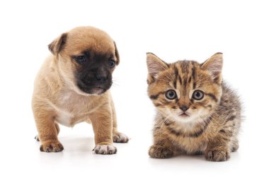 Yavru kedi ve köpek beyaz bir arkaplanda izole edilmiş..