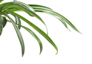 Amarillis 'in yeşil yaprakları beyaz arka planda izole edilmiş..